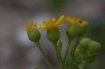 Camphorweed