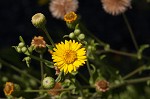 Camphorweed