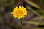 Camphorweed