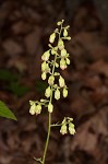 Downy alumroot