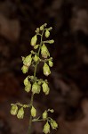 Downy alumroot