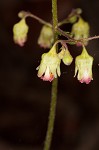 Downy alumroot