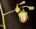 Downy alumroot