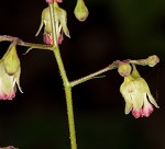 Downy alumroot