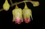 Downy alumroot