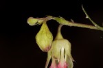 Downy alumroot