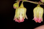 Downy alumroot