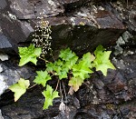 Hairy alumroot