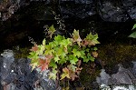 Hairy alumroot