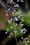 Hairy alumroot