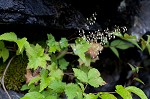 Hairy alumroot