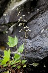 Hairy alumroot