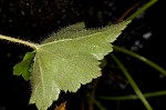 Hairy alumroot