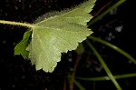 Hairy alumroot