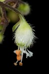 Hairy alumroot