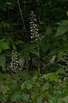 Hairy alumroot