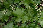 Hairy alumroot