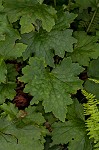 Hairy alumroot