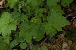 Hairy alumroot