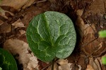 Largeflower heartleaf