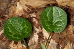 Largeflower heartleaf