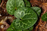 Largeflower heartleaf