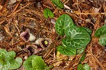 Largeflower heartleaf