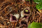 Largeflower heartleaf