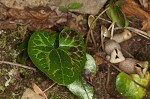 Largeflower heartleaf