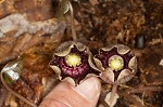 Largeflower heartleaf