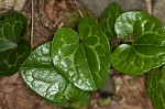 Largeflower heartleaf