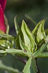 Scarlet rosemallow