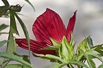 Scarlet rosemallow