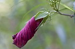 Scarlet rosemallow