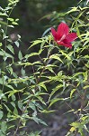 Scarlet rosemallow