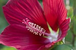 Scarlet rosemallow