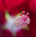 Scarlet rosemallow