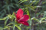 Scarlet rosemallow