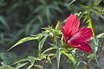 Scarlet rosemallow