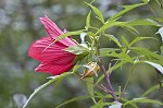 Scarlet rosemallow