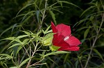 Scarlet rosemallow