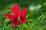 Scarlet rosemallow