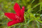 Scarlet rosemallow