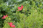 Scarlet rosemallow