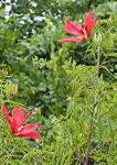 Scarlet rosemallow