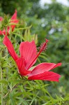 Scarlet rosemallow