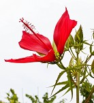 Scarlet rosemallow