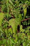 Halberdleaf rosemallow