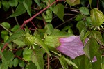 Halberdleaf rosemallow