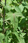 Halberdleaf rosemallow